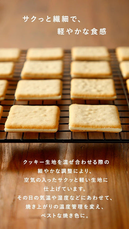 The Maple Mania Maple Butter Cookies 32pcs Premium Japanese Maple Sweets Made in Japan